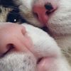 喜欢冬眠的熊