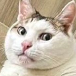 maochicat